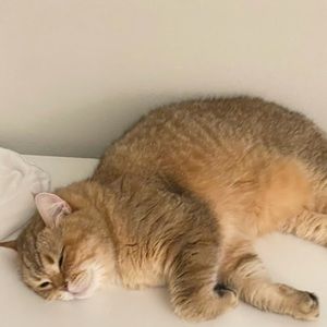 Meet your Posher, Peiyi